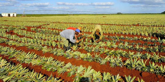 La siembra de la variedad MD-2 no se detiene. Ciego de Ávila