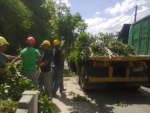 Obreros podan árboles como parte de los preparativos en Las Tunas ante amenaza del huracán Matthew