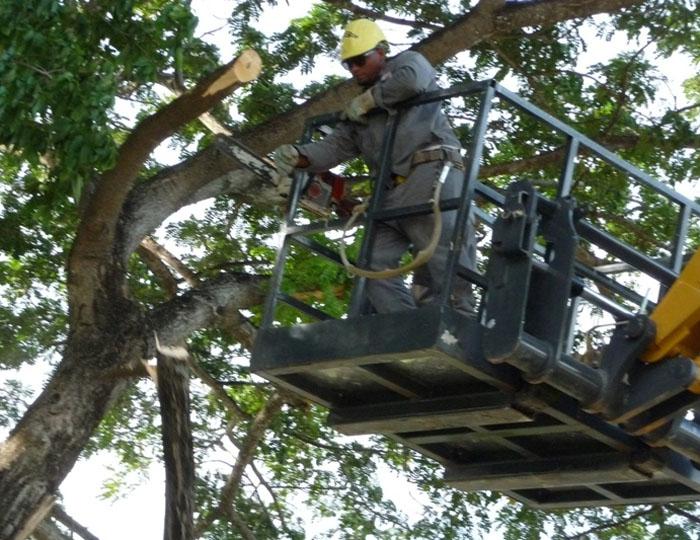 Trabajadores de la Organización Básica Eléctrica podan los árboles que generan peligro a las líneas primarias y secundarias.
