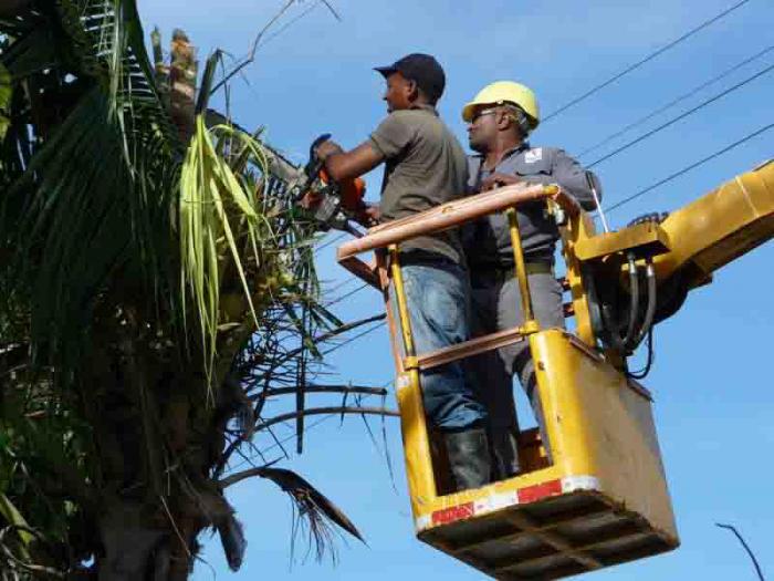 Intenso es el trabajo de la poda de árboles