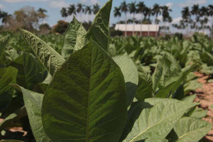 Solo en la vuelta de un año se contabiliza una afectación total de 129 595 346 USD, como saldo de la férrea medida impuesta a Cuba. 