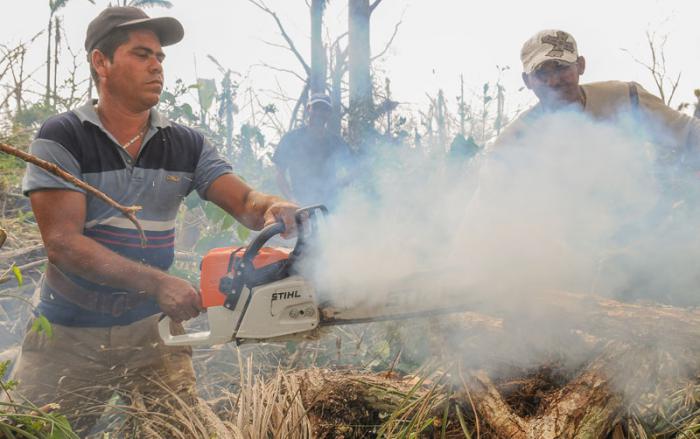 Tareas de recuperacìon en el Municipio Maisi tras el paso del Huracàn Matthew por la Provincia Guantánamo, poda de arboles derribados en los cafetales.