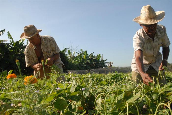 Agricultura Urbana y Suburbana en Sancti Spíritus. 