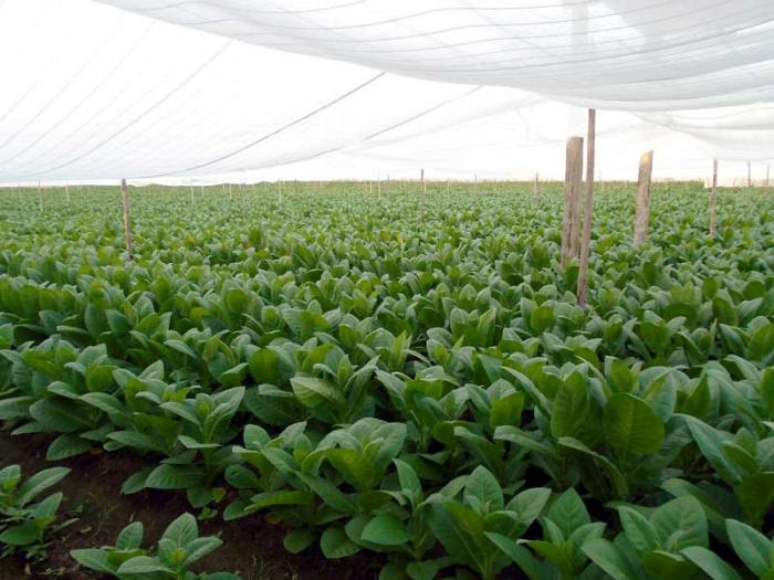 Las 800 hectáreas de tabaco tapado, destinadas a la obtención de capas para el torcido de exportación, ya están plantadas. 