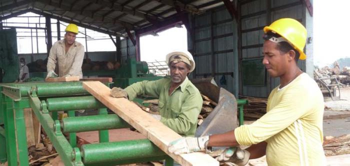 Aserrado de ocuje en la industria de Cayo Güin. 