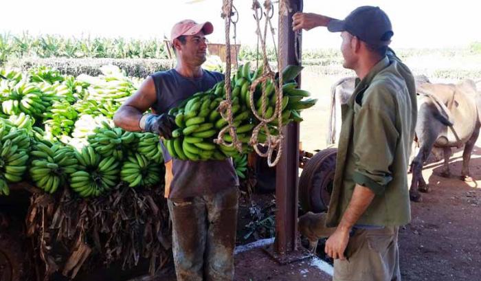 Resurrección en Lutgardita - Plátanos