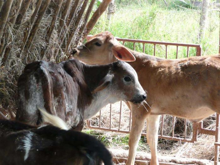 Garantizar la alimentación para el ganado es clave en esta etapa para evitar las muertes  que usualmente ocurren a causa de la sequía. Reto de los ganaderos villaclareños 