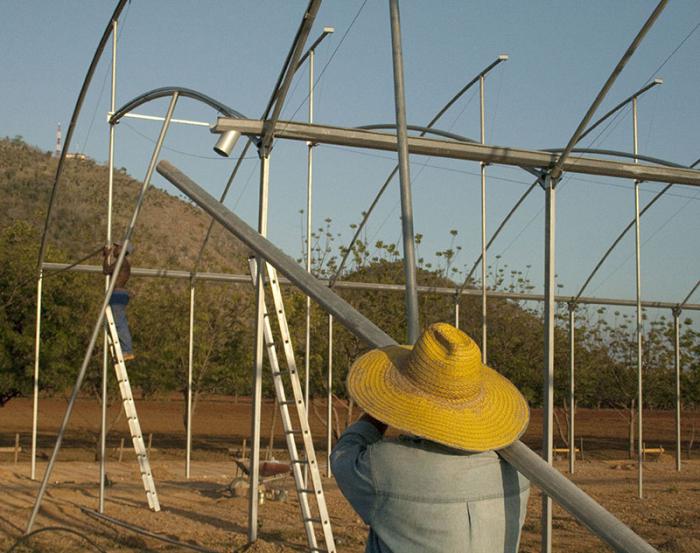 Vivero de toronja Isla de la Juventud