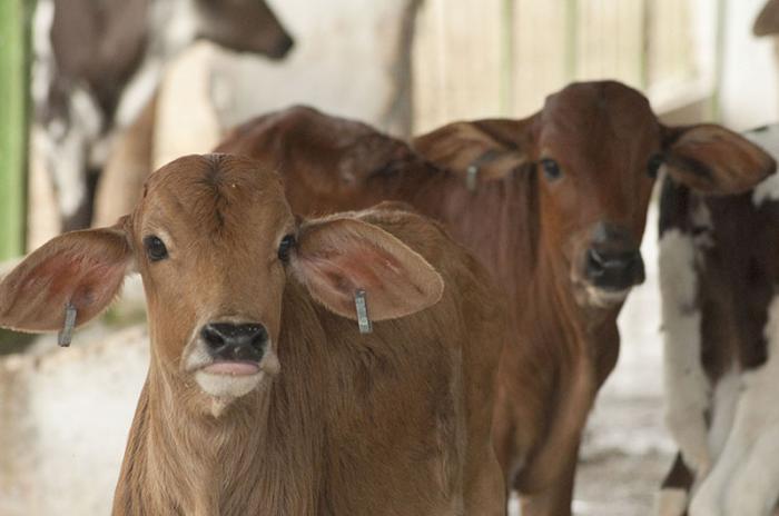 Centro cría de ganado Isla de la Juventud