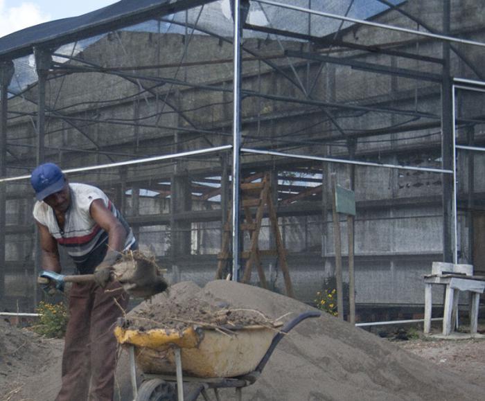 Complejo arroz forestal Isla de la Juventud