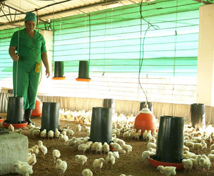 nave cría de aves Mal País I, Isla de la Juventud