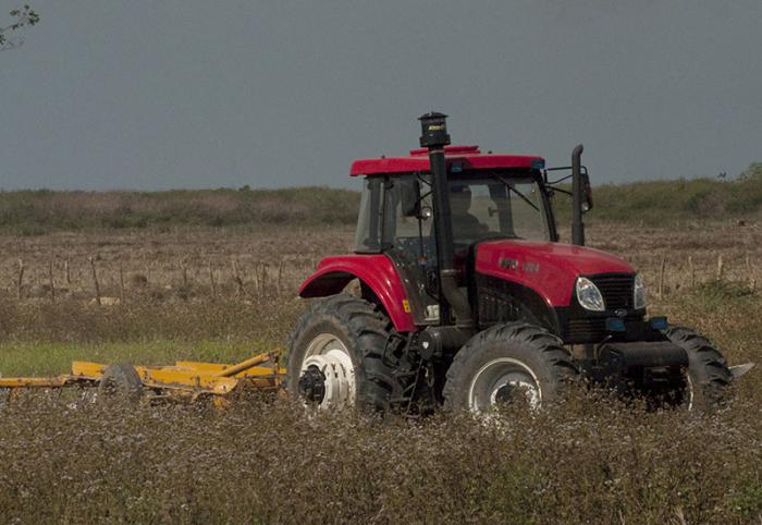 producción arroz isla de la juventud