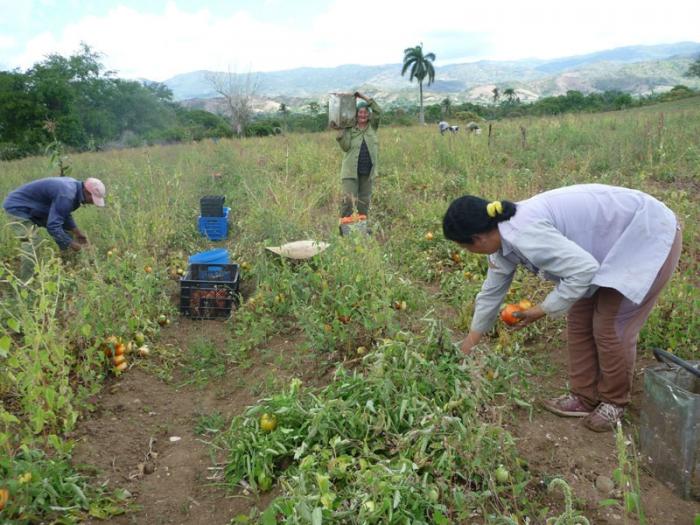 Tomateros de Valle de Caujerí logran alta cosecha