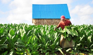 Cosecha de tabaco en Taguasco