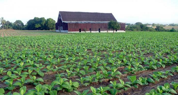 El pasado año las lluvias afectaron las plantaciones de tabaco; la persistencia de los campesinos fue la que permitió el cumplimiento del plan.