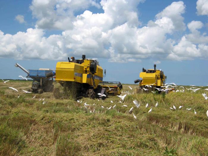 Programa arrocero- El cultivo del arroz enfrenta serios desafíos relacionados con el adecuado manejo y administración del agua en las plantaciones.