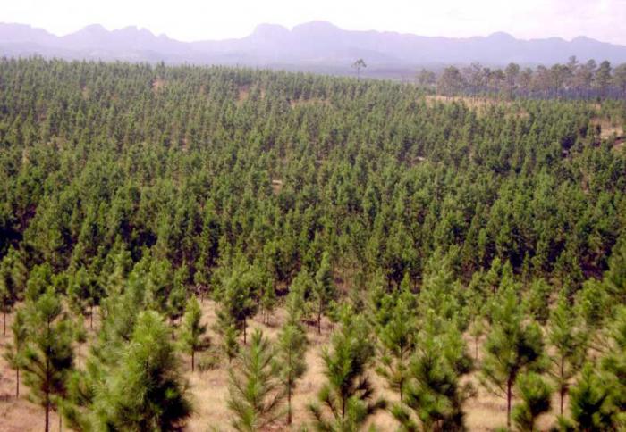 Bosques-Pinar del Río provincia más reforestada de Cuba
