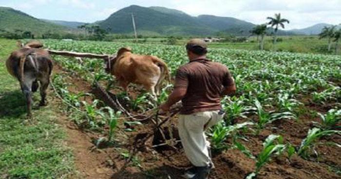 campesinos en Cólón, Matanzas