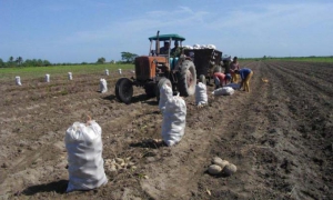 AGRICULTURA MATTANZAS