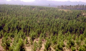 Pinar del Río provincia más reforestada de Cuba