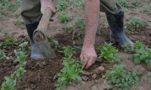 CUBA-SANCTI SPÍRITUS-TRAS LA RUTA DE LAS HORTALIZAS