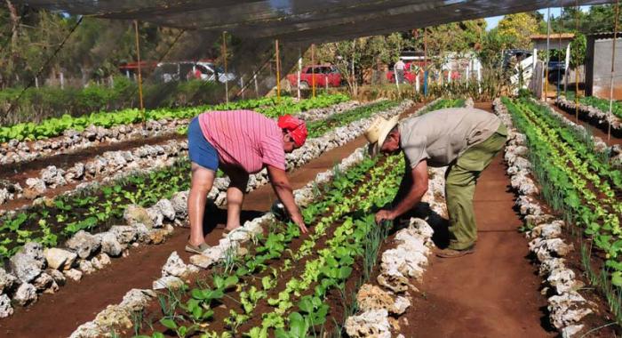 Agricultura urbana