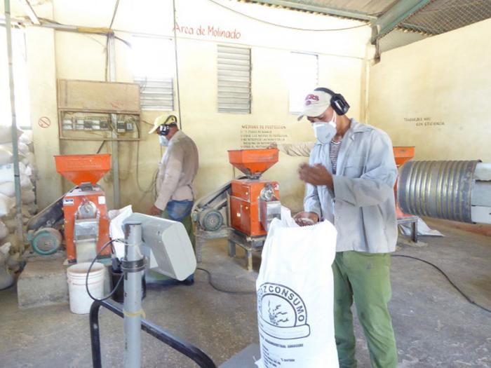 Aunque los rendimientos productivos son muy elevados, la capacidad industrial no se corresponde con tales volúmenes. foto de la autora