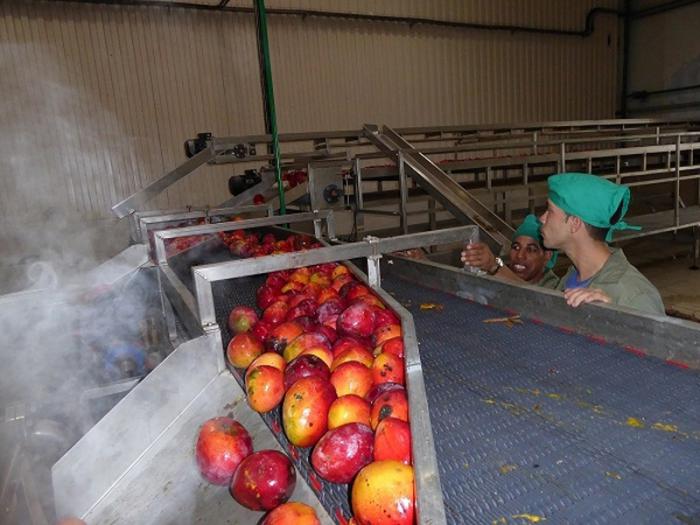 La línea de frutas tropicales recibe el mango de varias provincias.