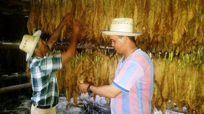 La cosecha de tabaco de Noel y su papá Pablo es digna de admiración