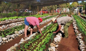 Agricultura urbana