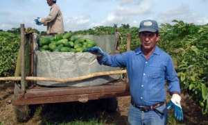 agricultura