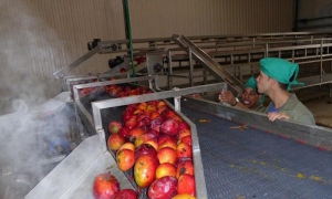 Nueva línea de procesamiento de frutas