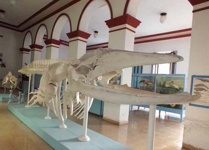 MUSEO HISTORIA NATURAL