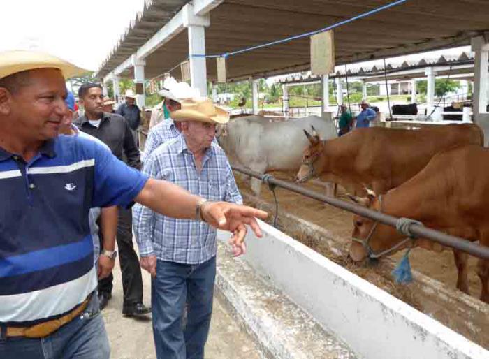 Machado Ventura apreció el programa de recuperación de la actividad ganadera en Camagüey. 
foto del autor