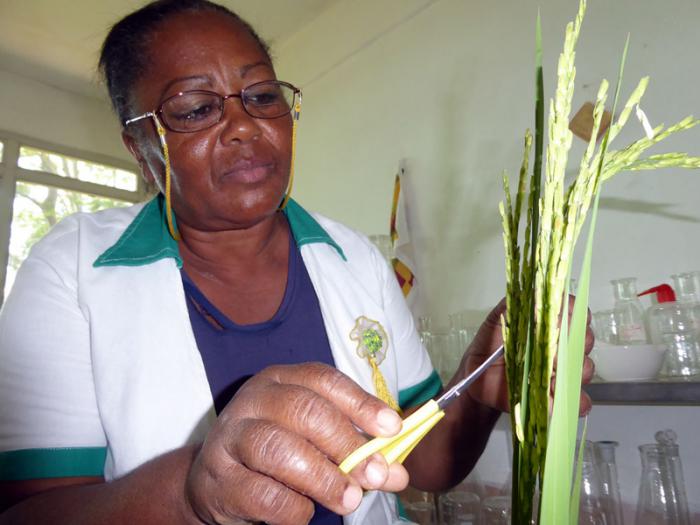 En la estación pinareña se han obtenido en total 15 variedades de arroz. foto del autor