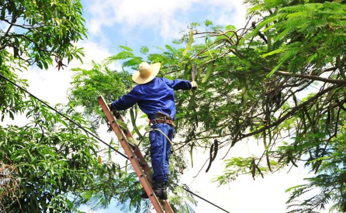 La poda de árboles ayudará a proteger las líneas eléctricas. 