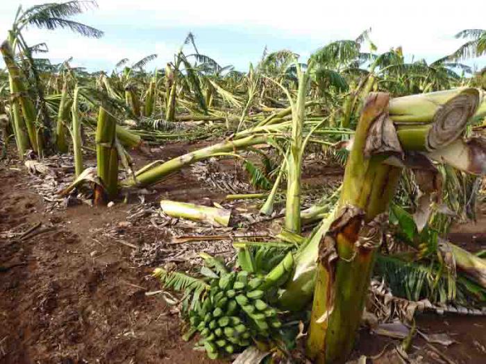 Buena parte de los polos agrícolas de Camagüey sufrieron importantes pérdidas en sus principales cultivos.  