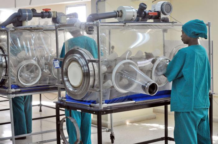 Alrededor del 90 % de la producción de animales de laboratorio del centro son roedores libres de gérmenes patógenos. foto: yander zamora