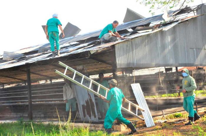 La recuperación de los techos resulta clave para asegurar las producciones avícolas. 
