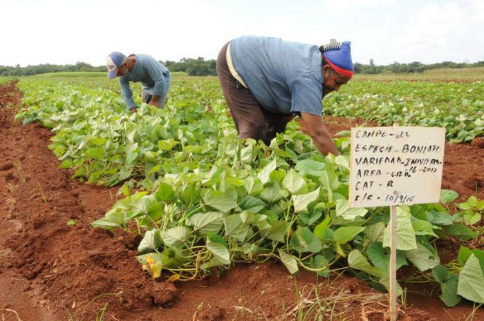 Fueron plantadas 330 hectáreas de boniato con el fin de revertir los actuales desabastecimientos agrícolas. Foto: DEL AUTOR