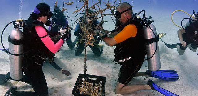 Guanahacabibes es el primer sitio del país con un vivero para la restauración de los arrecifes coralinos. Foto: Víctor Isla, Fotógrafo del Acuario Nacional de Cuba.