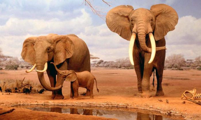 El elefante africano, el más grande mamífero de la Tierra, ha estado clasificado como en peligro de extinción desde 1979. 