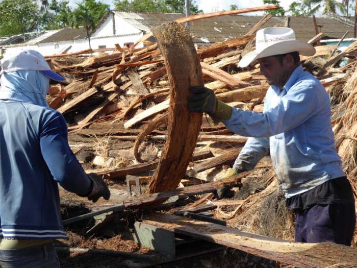 Hasta 600 tablas diarias pudieran entregar próximamente los trabajadores de la Agropecuaria Obdulio Morales.  