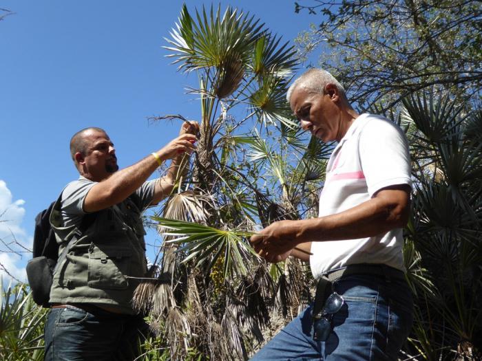 El experto en palmas Milian Rodríguez (izquierda), colecta muestras de Coccothrinax munizii, en Tortuguilla. A su derecha Guillermo Lemes, de la Universidad de Guantánamo.