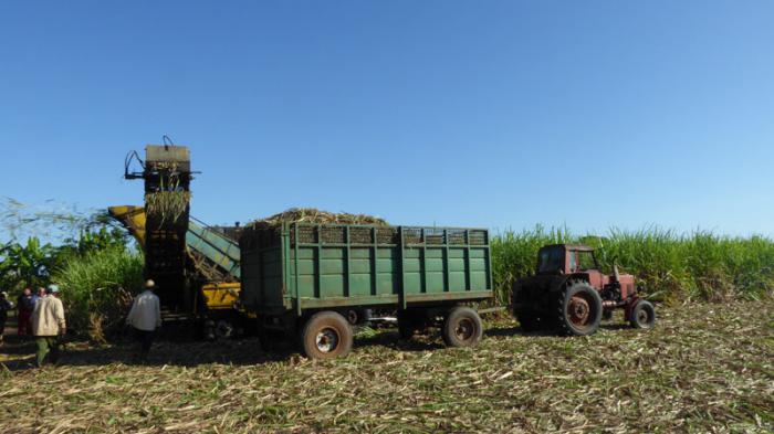 Pelotón de corte mecanizado Dos hermanos, perteneciente al central 14 de julio, el primer día del año 2018.