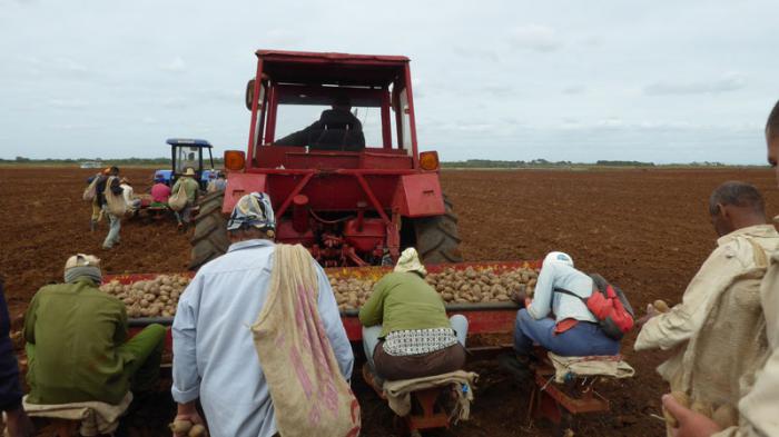 siembra de papa en cienfuegos