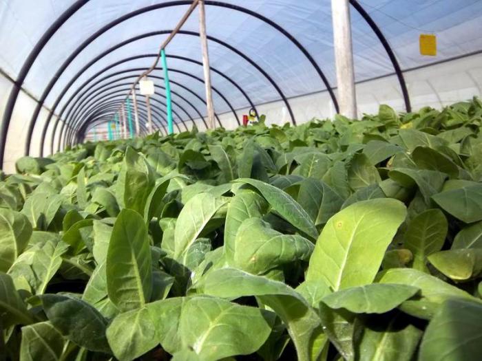 tabaco virginia en pinar del río