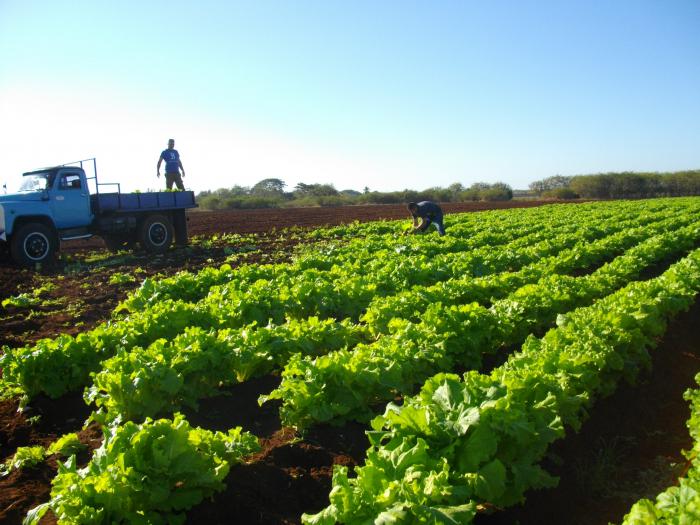 En Horquita tienen prácticamente todas las áreas sembradas, factor clave que redundará en un incremento paulatino de la comida. foto Del Autor