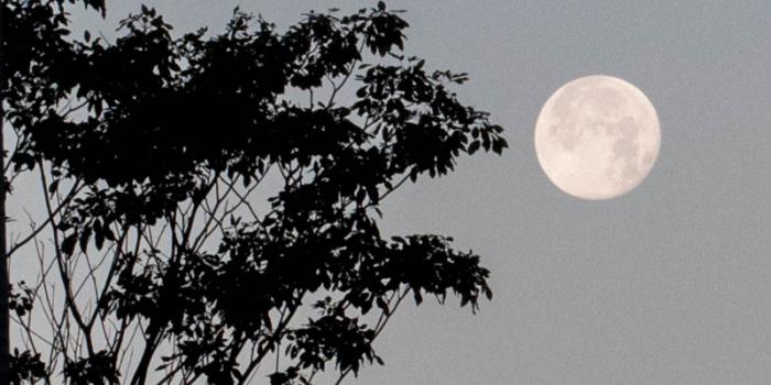 Eclipse lunar. Imágenes captadas por nuestros fotorreporteros de la Luna azul.