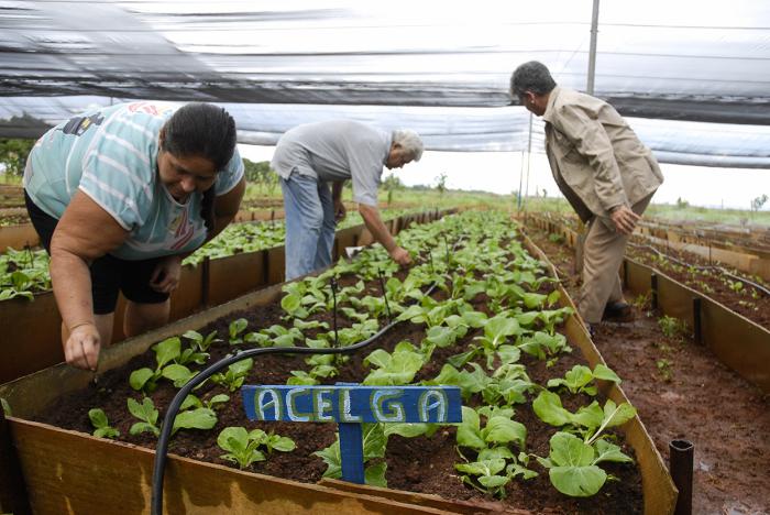 El programa produjo 1 268 276 toneladas de hortalizas y condimentos frescos. foto: cristian domínguez
